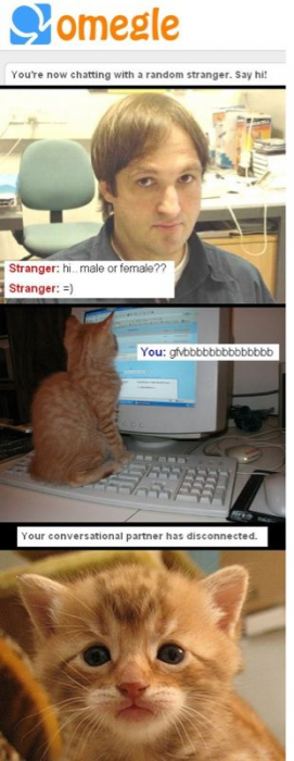 kitten chat.png (473 KB)